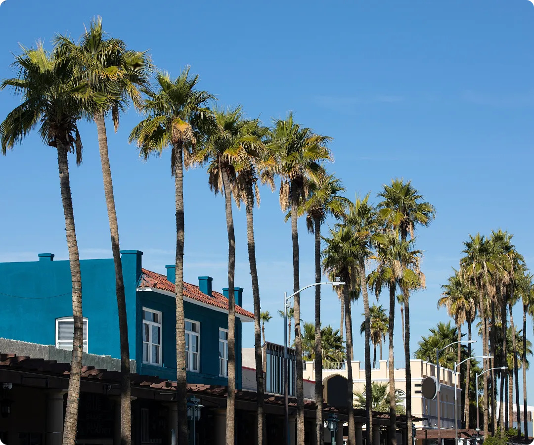 Row of tall palm trees lining a street with colorful buildings under a clear blue sky.