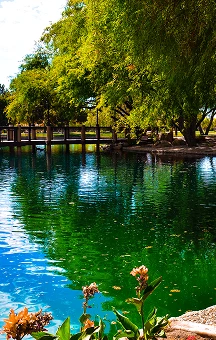 Tranquil pond with green water, surrounding trees, and wooden bridge in daylight.